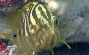 Nassau Grouper - Epinephelus striatus