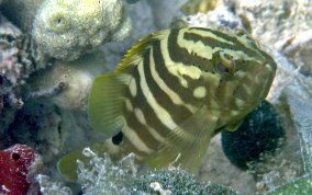 Nassau Grouper - Epinephelus striatus