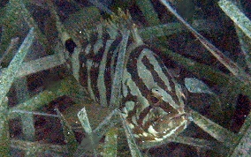 Nassau Grouper - Epinephelus striatus