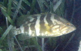 Nassau Grouper - Epinephelus striatus