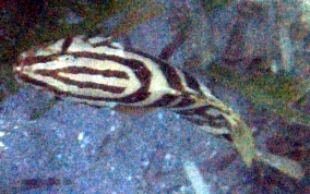 Nassau Grouper - Epinephelus striatus