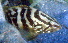 Nassau Grouper - Epinephelus striatus
