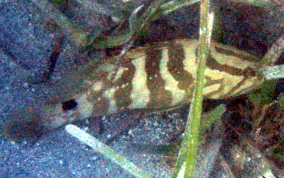Nassau Grouper - Epinephelus striatus