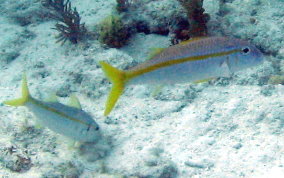 Yellow Goatfish - Pseudupeneus maculatus