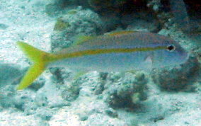 Yellow Goatfish - Pseudupeneus maculatus