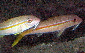 Yellow Goatfish - Pseudupeneus maculatus