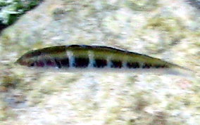 Bluehead Wrasse - Thalassoma bifasciatum