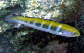 Bluehead Wrasse - Thalassoma bifasciatum