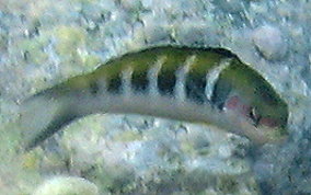 Bluehead Wrasse - Thalassoma bifasciatum