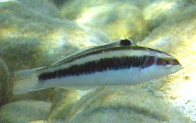 Bluehead Wrasse - Thalassoma bifasciatum