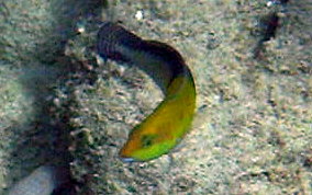 Yellowhead Wrasse - Halichoeres garnoti