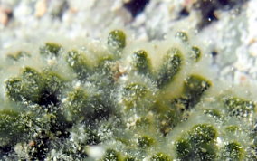 Dead Man's Fingers - Codium isthmocladum