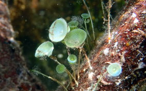 Mermaid's Wine Glass Algae Acetabularia calyculus
