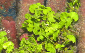 Large Leaf Watercress Alga - Green Algae